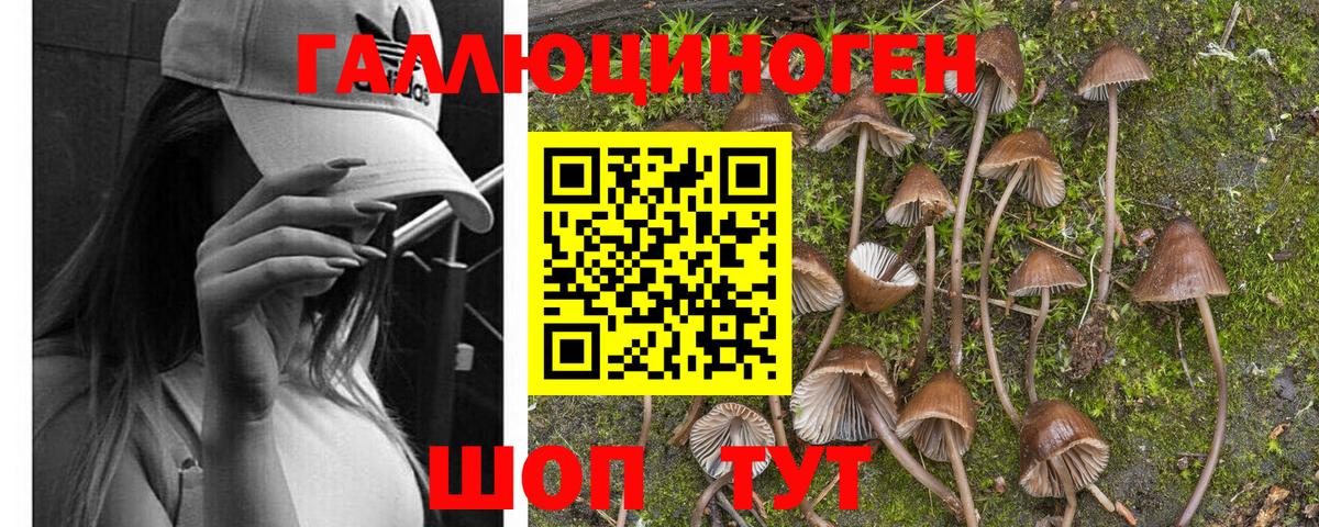 Псилоцибиновые грибы Psilocybe Коркино